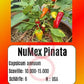 NuMex Pinata DER TOMATENFLÜSTERER