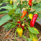 NuMex Pinata DER TOMATENFLÜSTERER