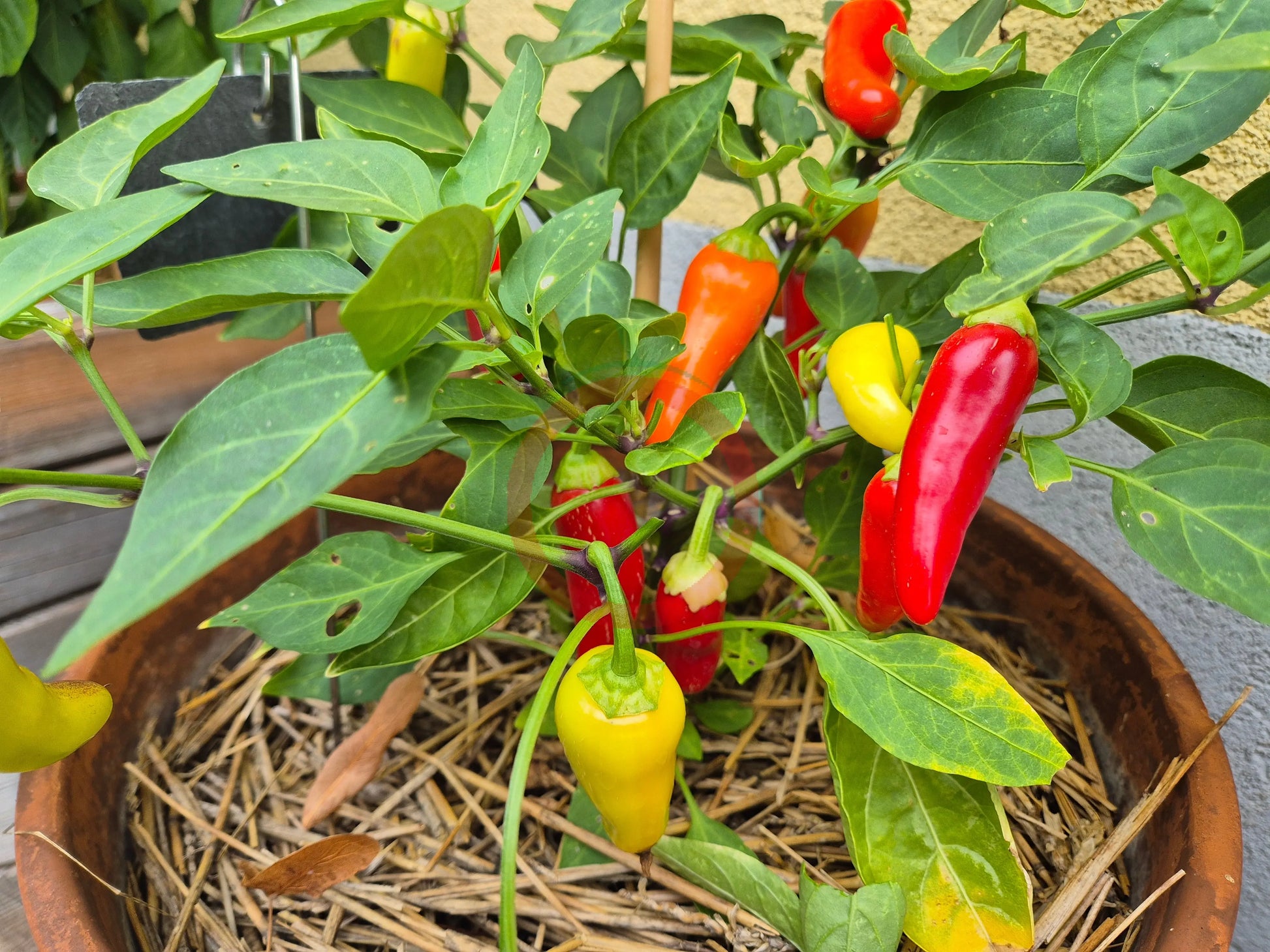 NuMex Pinata DER TOMATENFLÜSTERER
