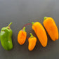 NuMex Pumpkin Spice Jalapeno DER TOMATENFLÜSTERER