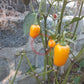 NuMex Pumpkin Spice Jalapeno DER TOMATENFLÜSTERER