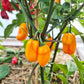 NuMex Suave Orange DER TOMATENFLÜSTERER