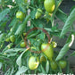 Nueva Vizcaya Nipple DER TOMATENFLÜSTERER
