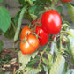 Nueva Vizcaya Nipple DER TOMATENFLÜSTERER