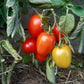 Nueva Vizcaya Nipple DER TOMATENFLÜSTERER