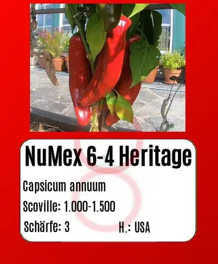 Numex 6-4 Heritage DER TOMATENFLÜSTERER