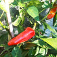 Numex Jalapeno Jalmundo DER TOMATENFLÜSTERER