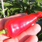 Numex Jalapeno Jalmundo DER TOMATENFLÜSTERER