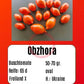 Obzhora DER TOMATENFLÜSTERER