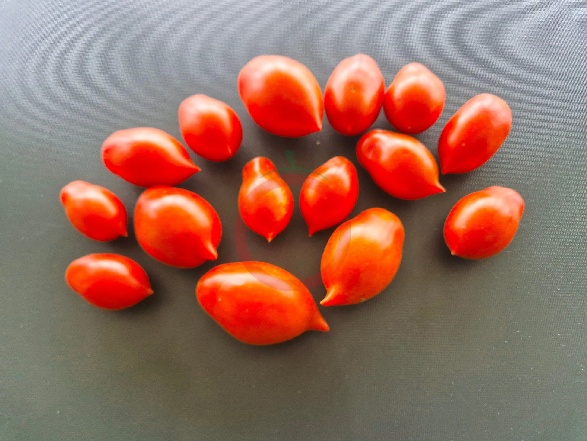 Obzhora DER TOMATENFLÜSTERER