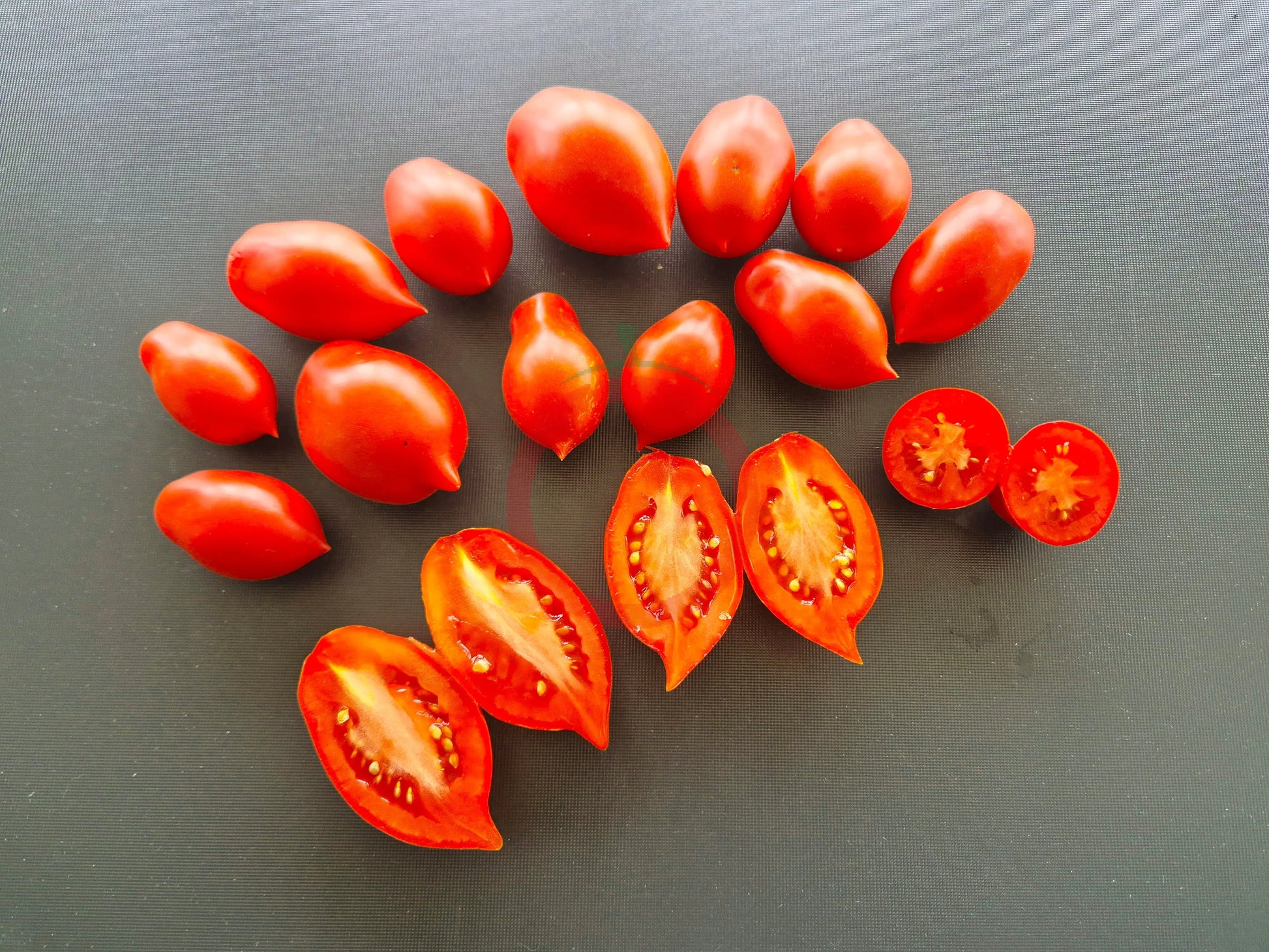 Obzhora DER TOMATENFLÜSTERER