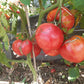 Ochsenherz Mazedonien DER TOMATENFLÜSTERER