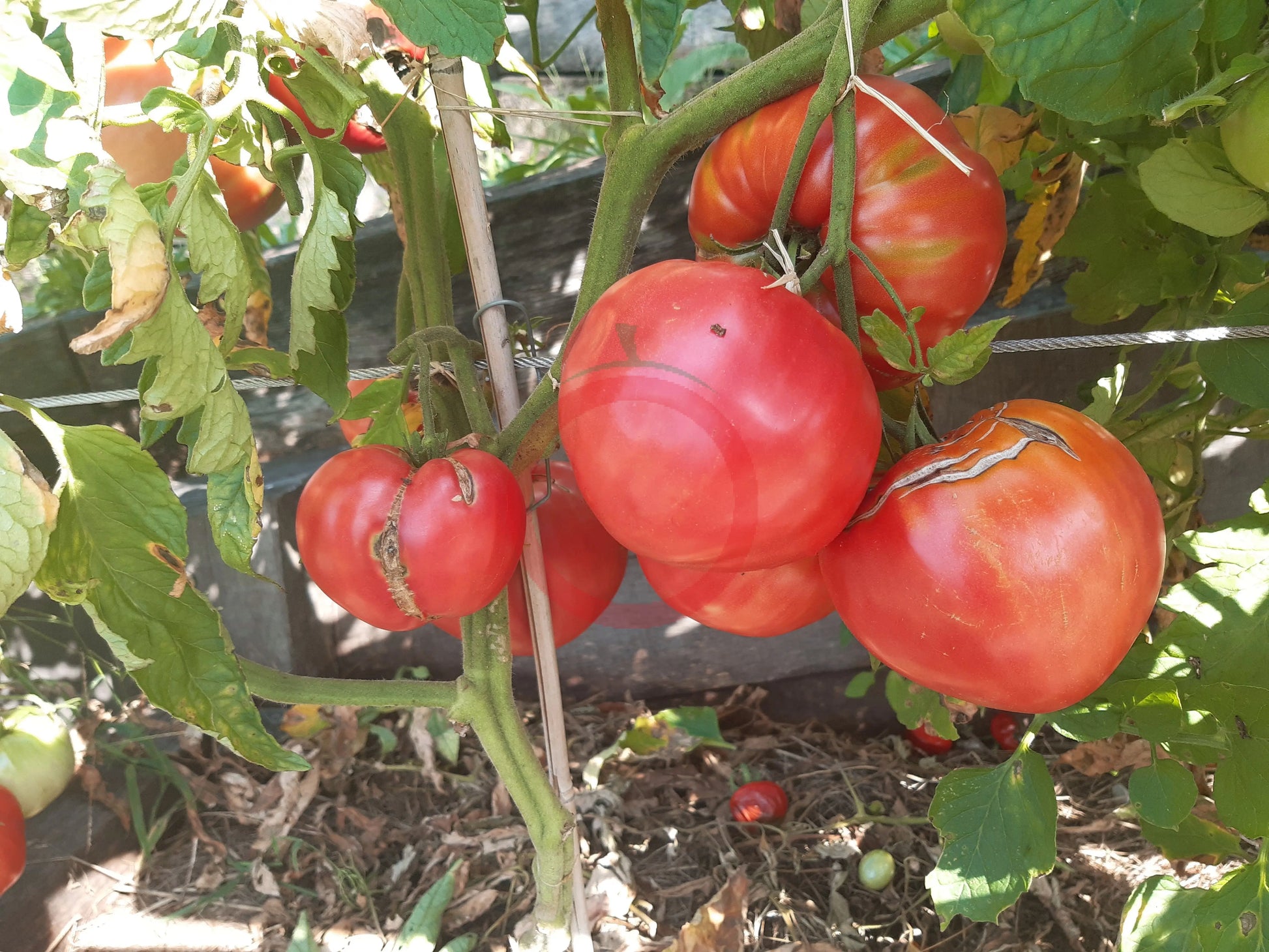 Ochsenherz Mazedonien DER TOMATENFLÜSTERER