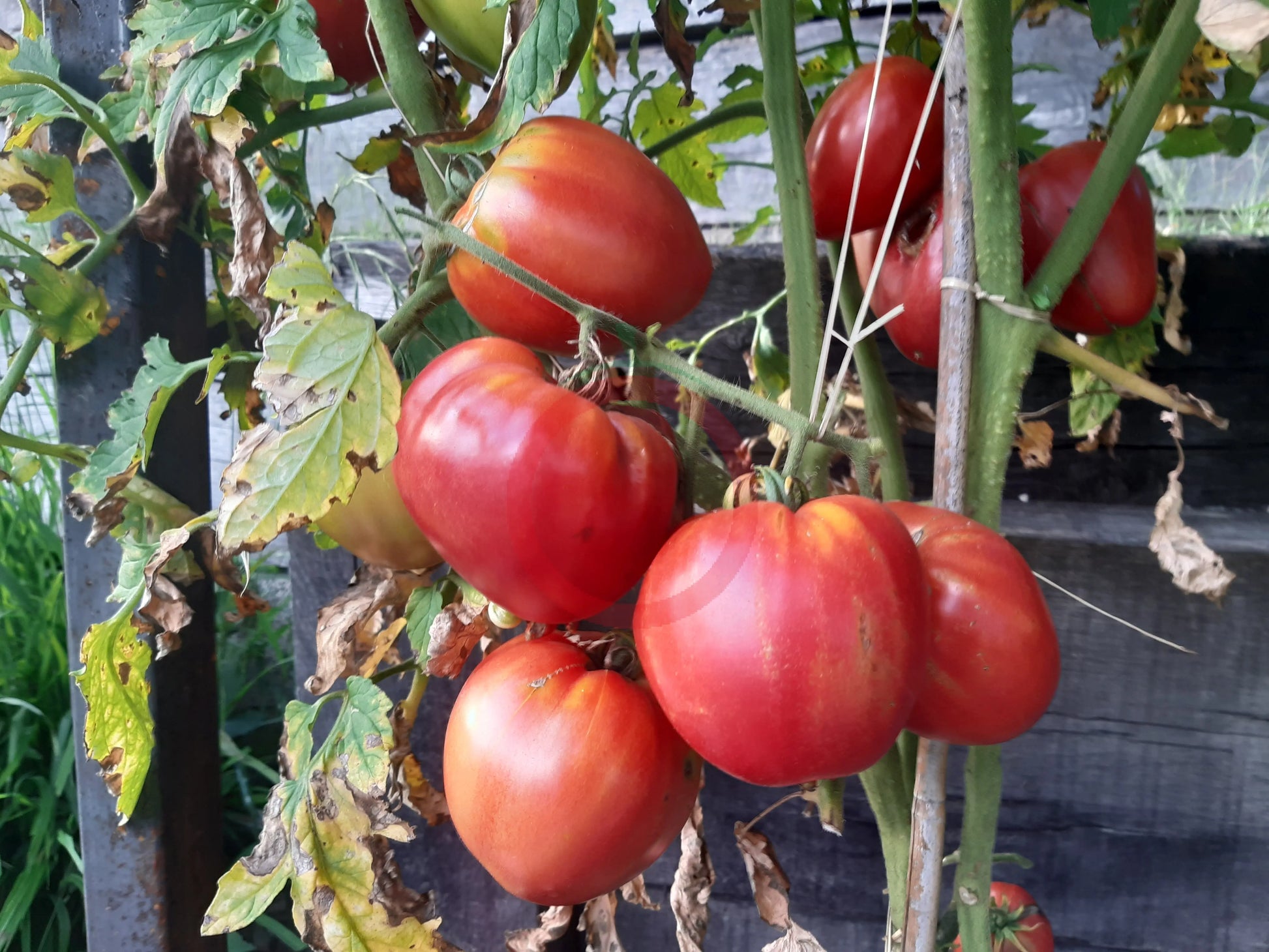 Ochsenherz Teta Katica DER TOMATENFLÜSTERER