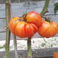 Old German DER TOMATENFLÜSTERER
