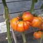 Old German DER TOMATENFLÜSTERER