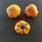 Old German DER TOMATENFLÜSTERER