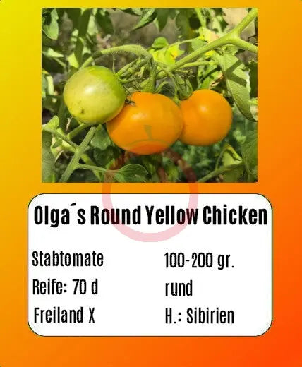Olga´s Round Yellow Chicken DER TOMATENFLÜSTERER