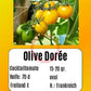 Olive Dorée DER TOMATENFLÜSTERER