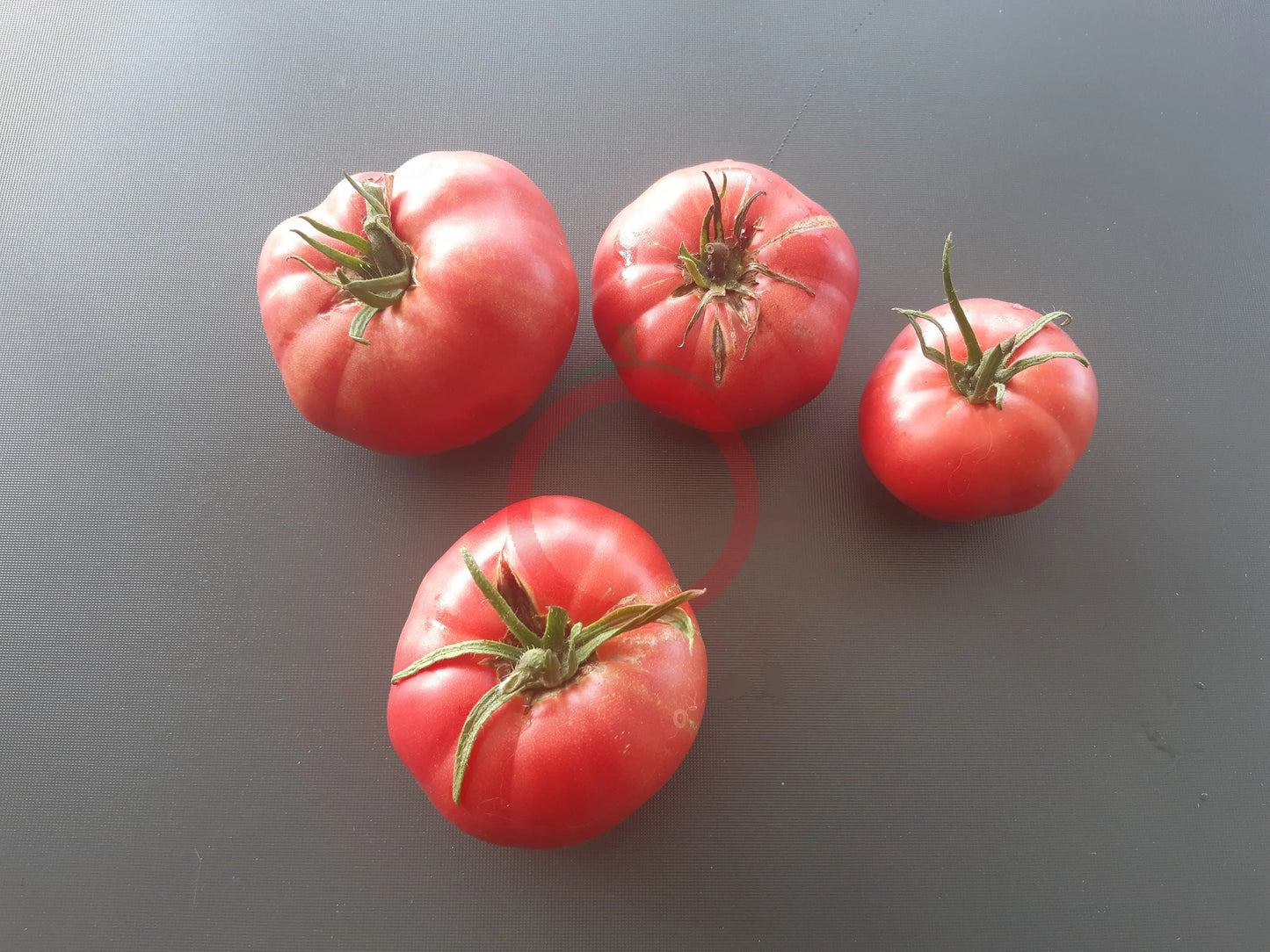 Omars Lebanese DER TOMATENFLÜSTERER