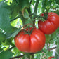 Oncle Remi DER TOMATENFLÜSTERER