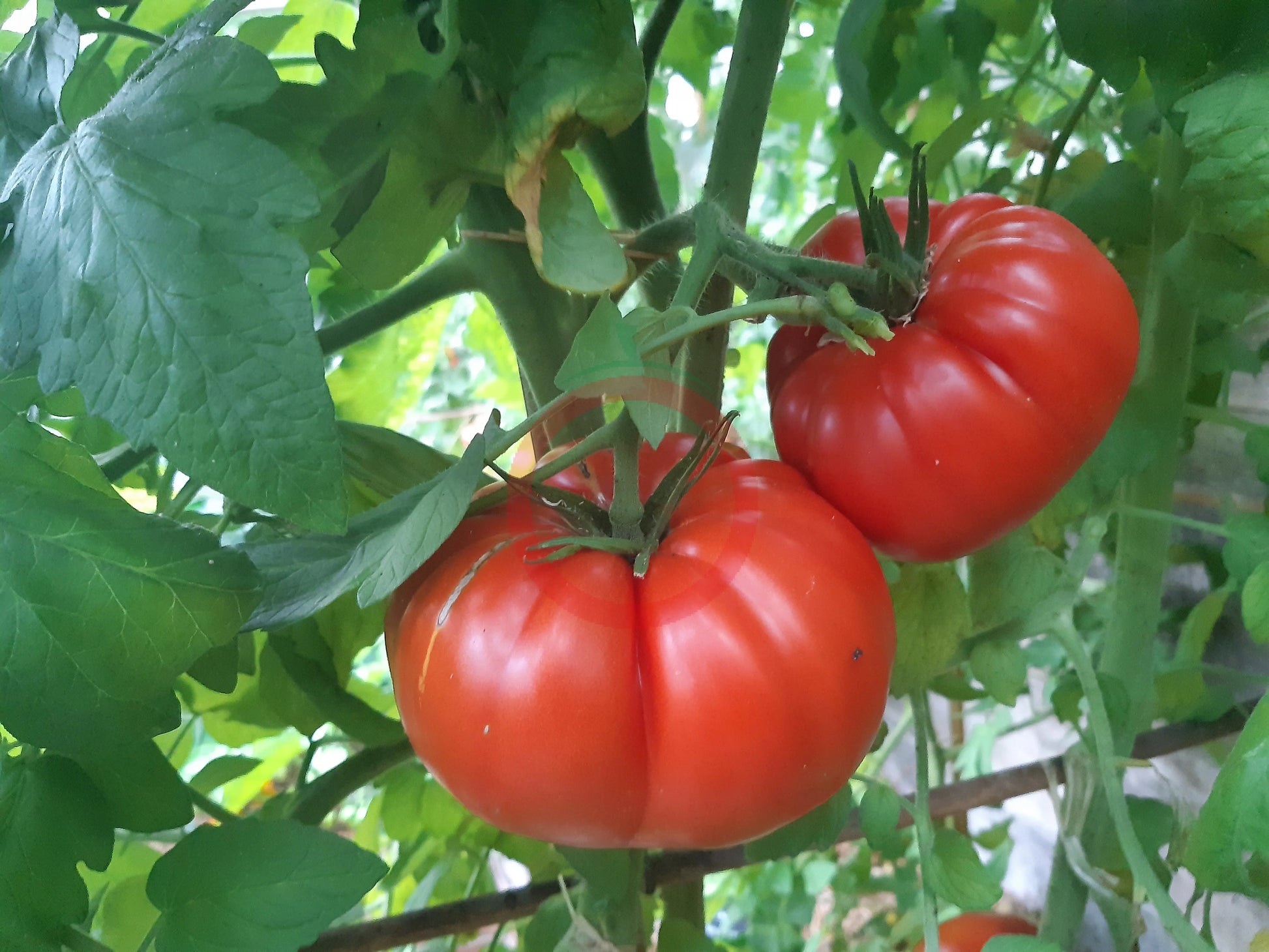 Oncle Remi DER TOMATENFLÜSTERER