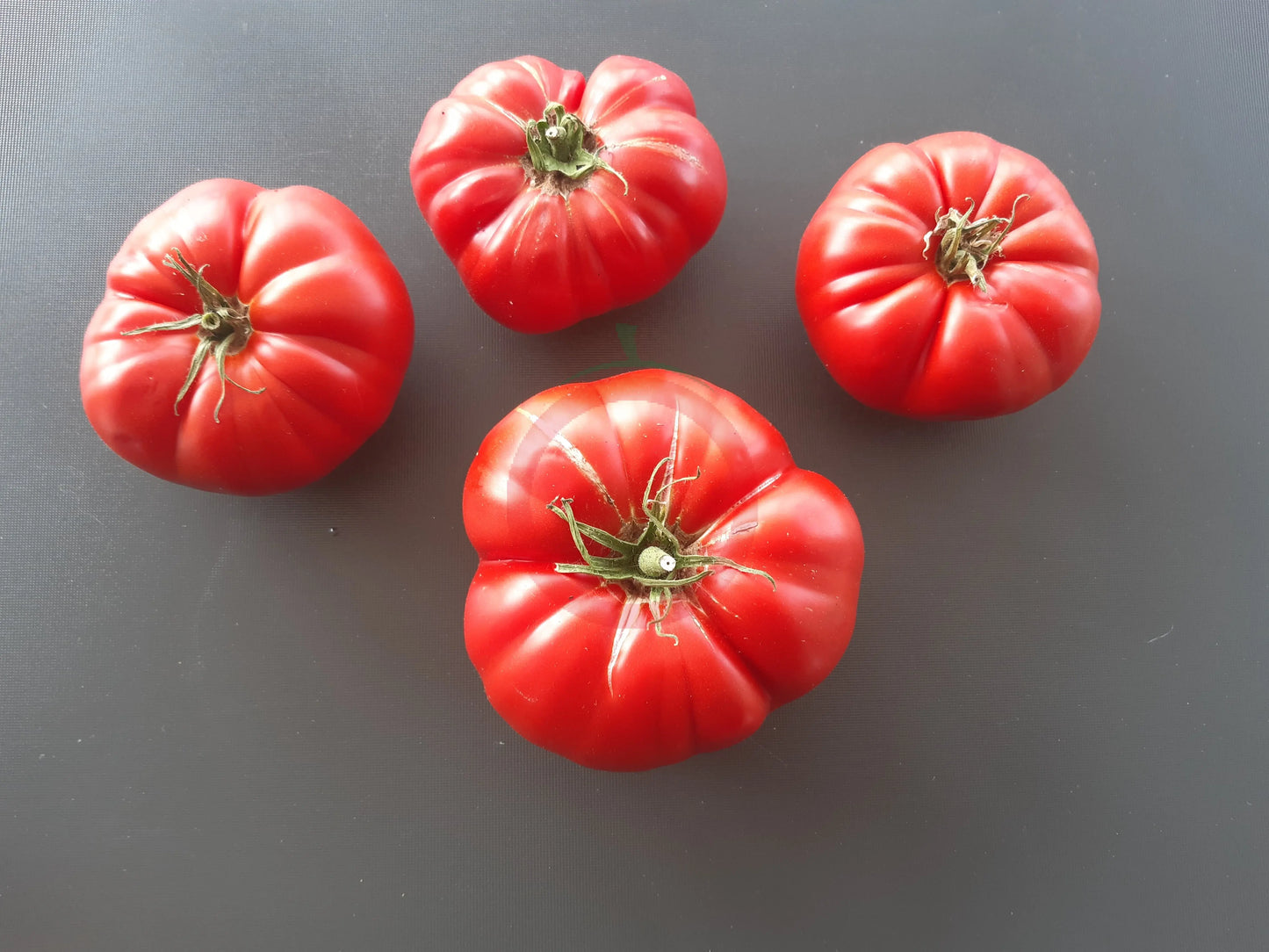 Oncle Remi DER TOMATENFLÜSTERER