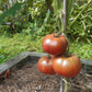 One Trick Pony DER TOMATENFLÜSTERER
