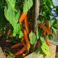 Orange Banane DER TOMATENFLÜSTERER