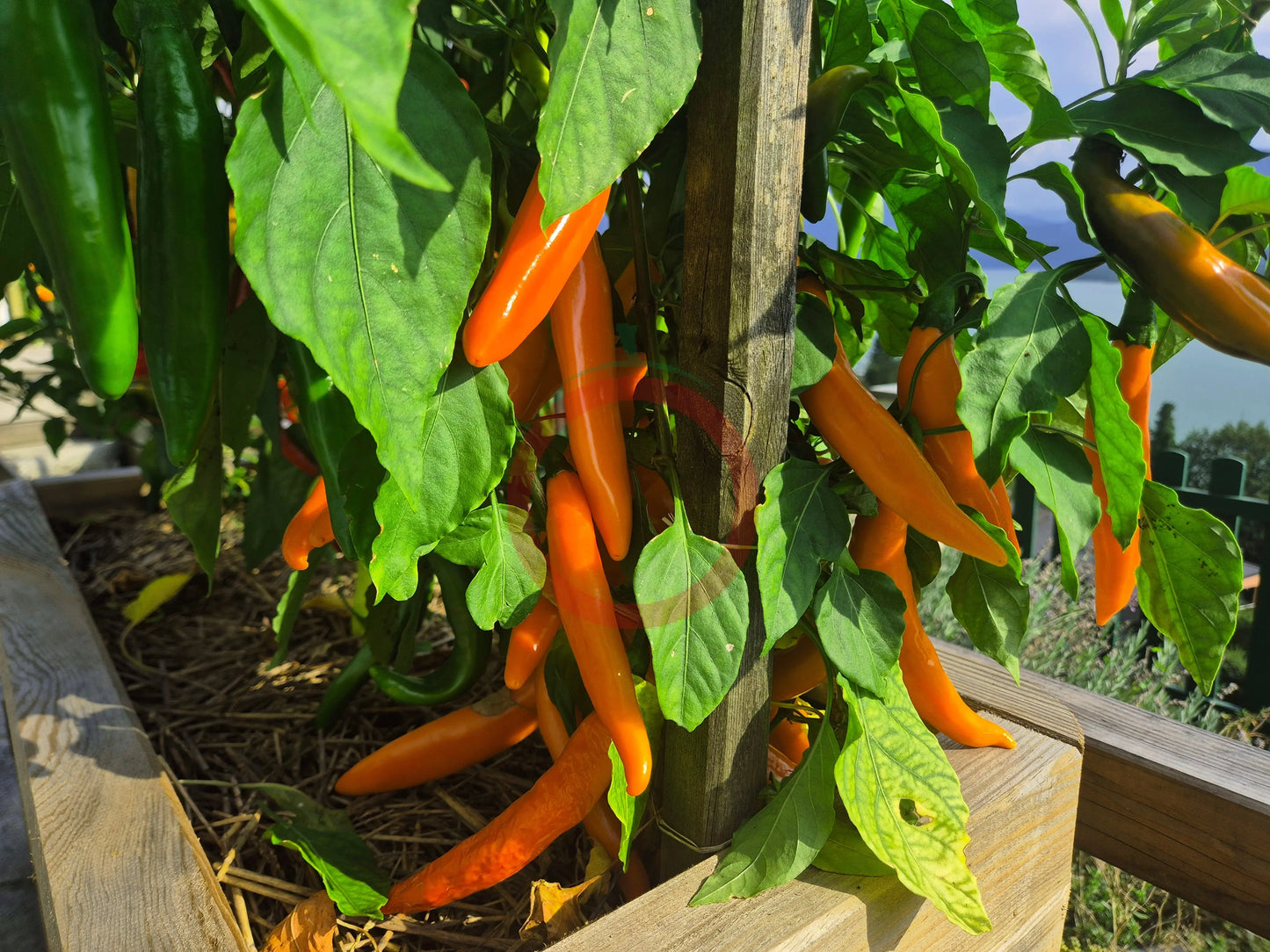 Orange Banane DER TOMATENFLÜSTERER