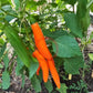 Orange Banane DER TOMATENFLÜSTERER