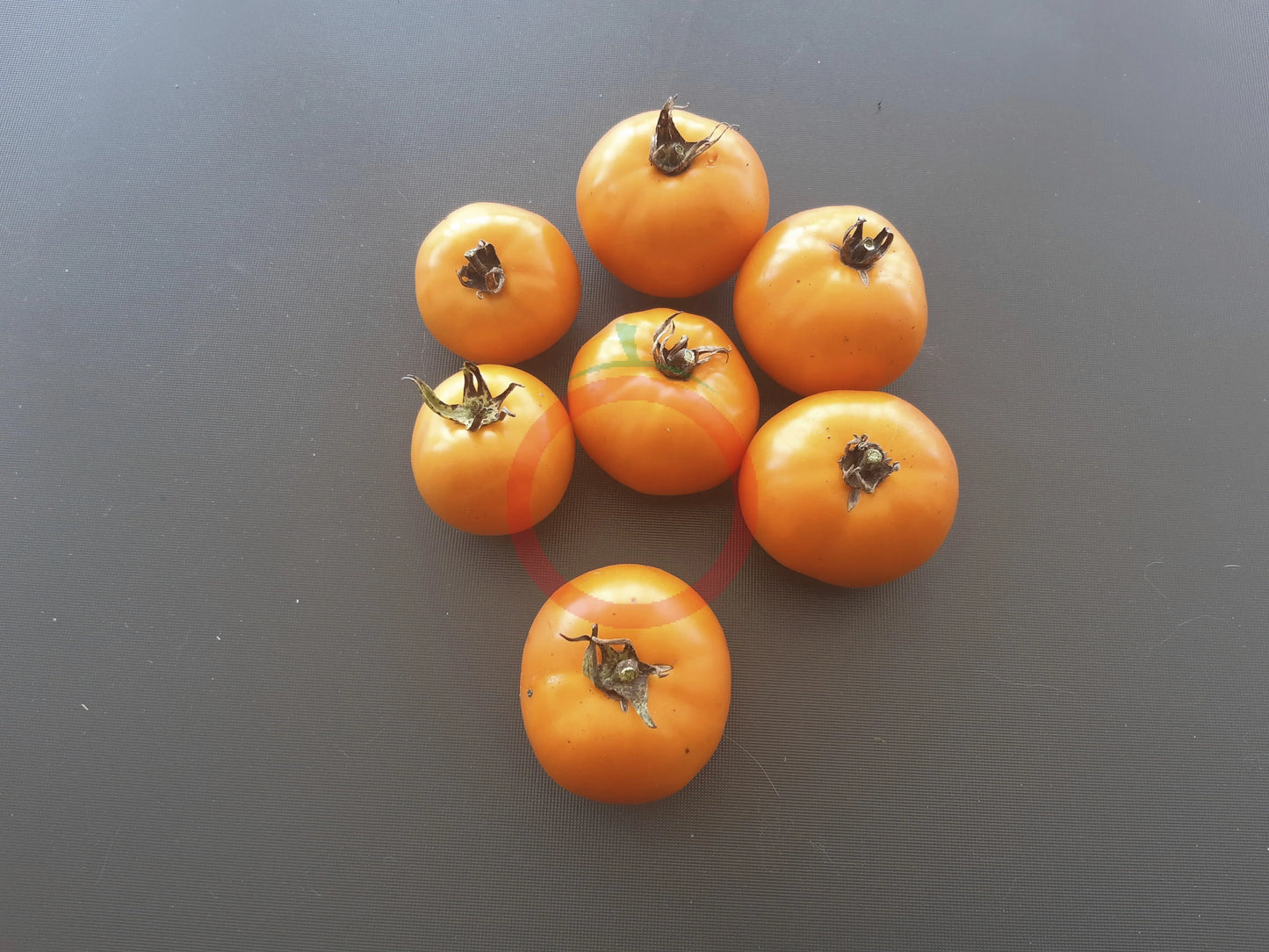 Orange King DER TOMATENFLÜSTERER