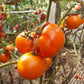 Orange King DER TOMATENFLÜSTERER
