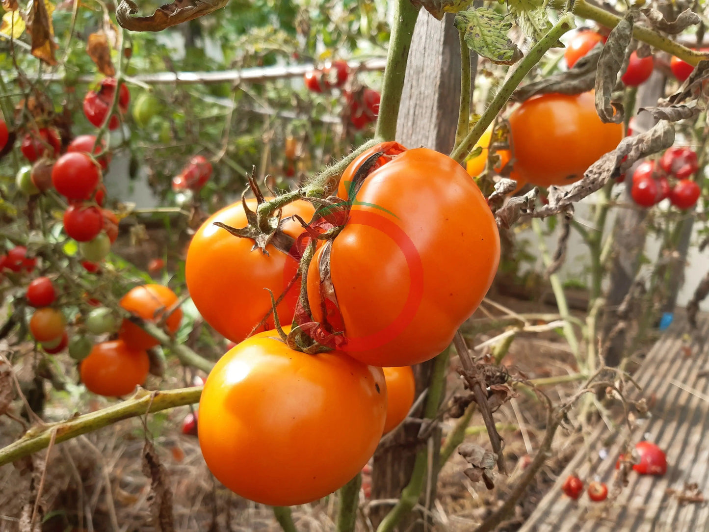 Orange King DER TOMATENFLÜSTERER