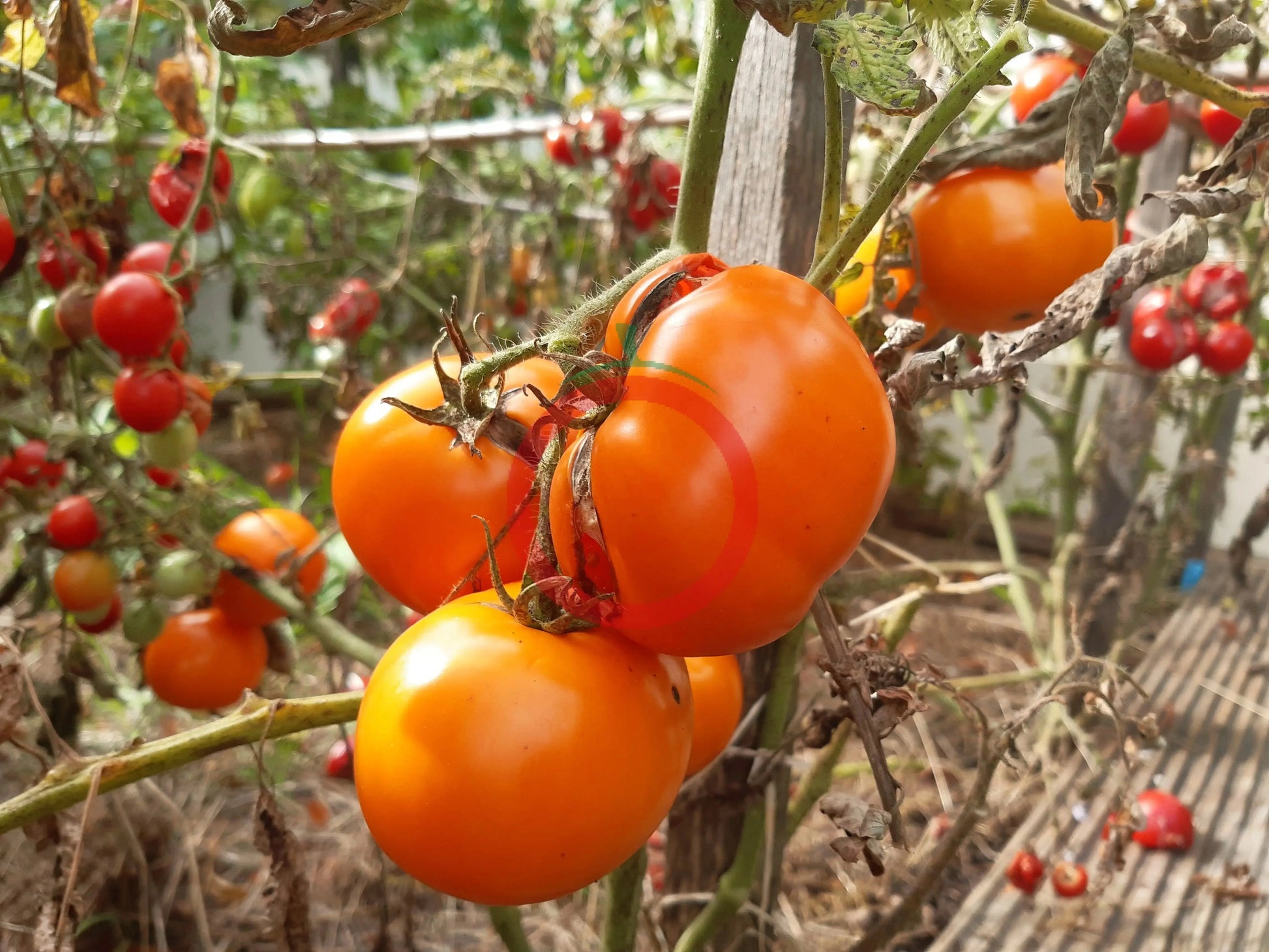 Orange King DER TOMATENFLÜSTERER