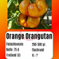 Orange Orangutan DER TOMATENFLÜSTERER