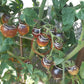 Orangepurple Strip DER TOMATENFLÜSTERER