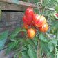 Oranzheviy Slon DER TOMATENFLÜSTERER