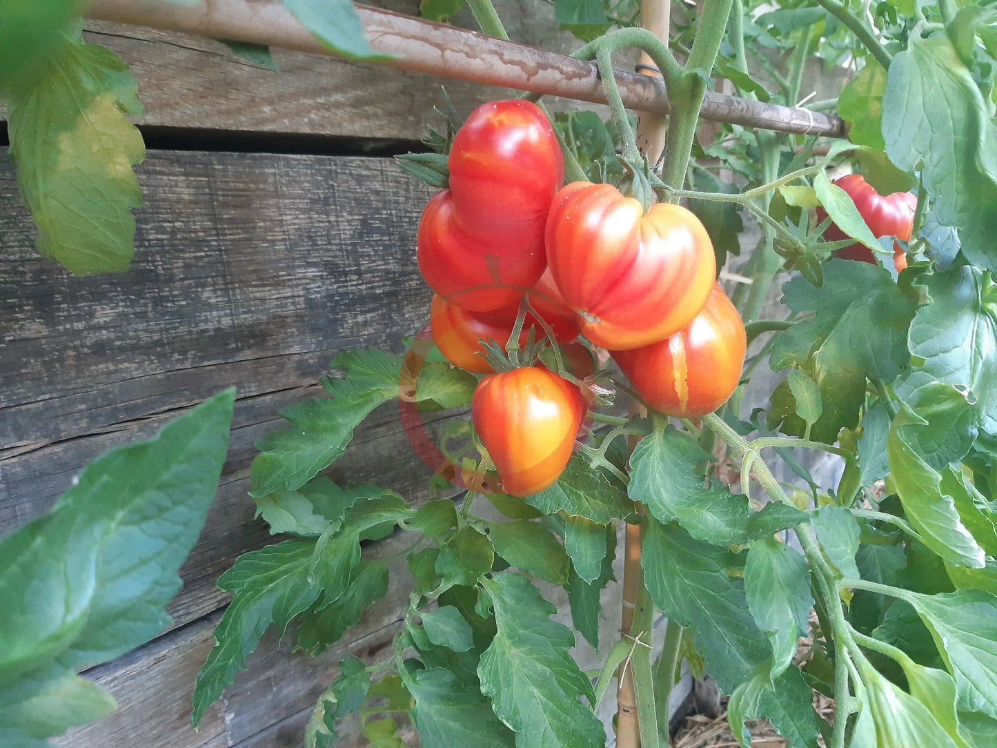 Oranzheviy Slon DER TOMATENFLÜSTERER