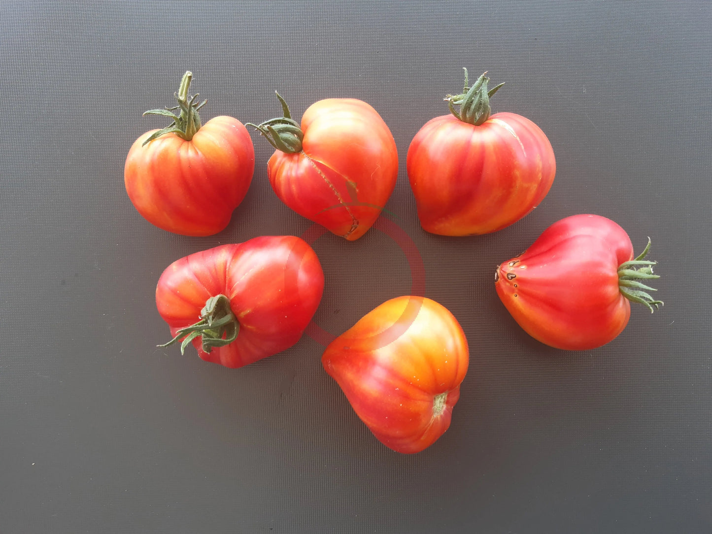 Oranzheviy Slon DER TOMATENFLÜSTERER