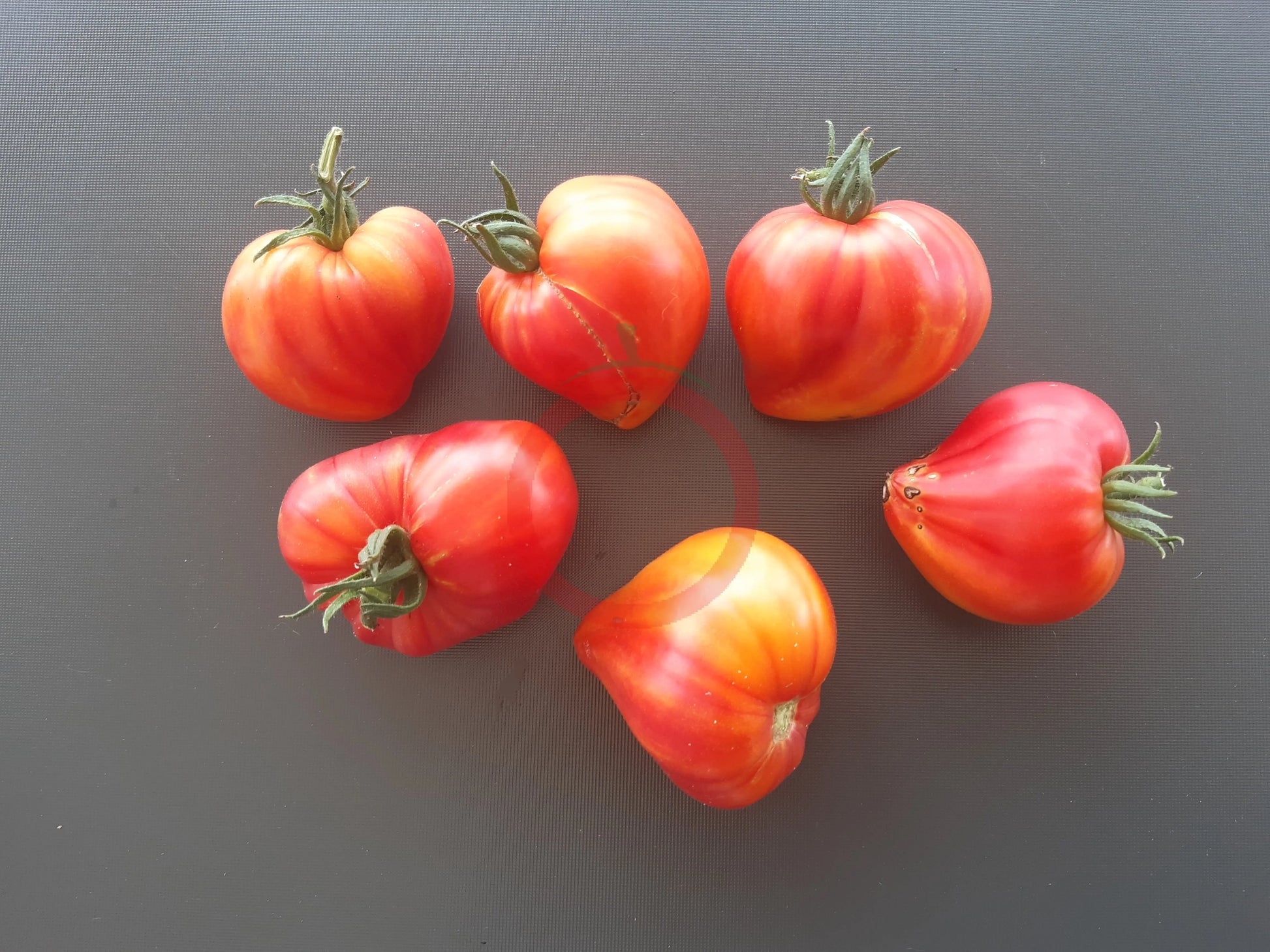 Oranzheviy Slon DER TOMATENFLÜSTERER