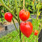 Oscar Gonthier DER TOMATENFLÜSTERER