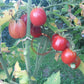 Ovita DER TOMATENFLÜSTERER