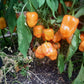Oxkutzcabian Orange DER TOMATENFLÜSTERER