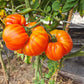 Pamplemousse du Grand Père DER TOMATENFLÜSTERER