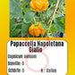 Papaccella Napoletana Giallo DER TOMATENFLÜSTERER
