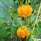 Papaccella Napoletana Giallo DER TOMATENFLÜSTERER