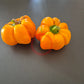 Papaccella Napoletana Giallo DER TOMATENFLÜSTERER