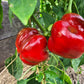 Papaccella di Napoli Rosso DER TOMATENFLÜSTERER
