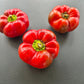 Papaccella di Napoli Rosso DER TOMATENFLÜSTERER